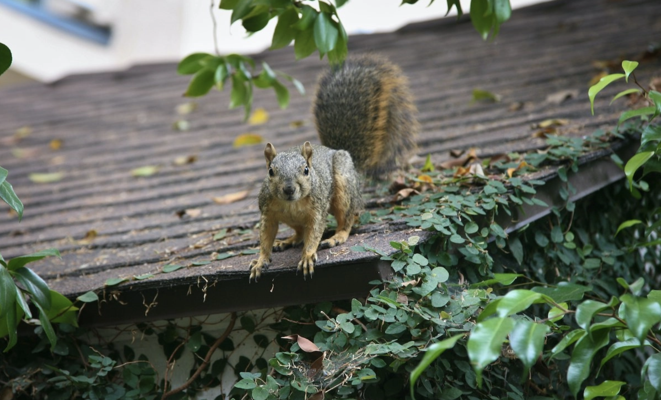 image of a squirrel on a roof causing central southwest houston roof damage